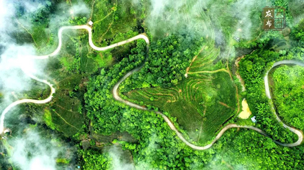 品牌強茶驅動特色產業(yè)提質增效丨梧州市加快推動茶產業(yè)高質量發(fā)展