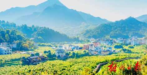 排名全國第13名！“梧州六堡茶”品牌價值實現(xiàn)新突破